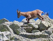 CORNO STELLA , panorami, monti, laghi, fiori, stambecchi-9lu25  - FOTOGALLERY